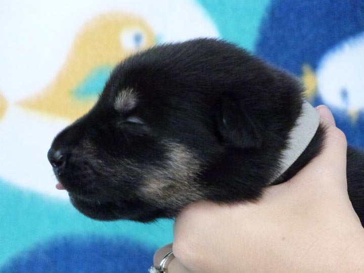 chinook puppy